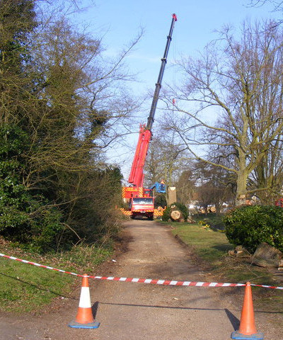 dismantling a tree with a crane Victoria Park