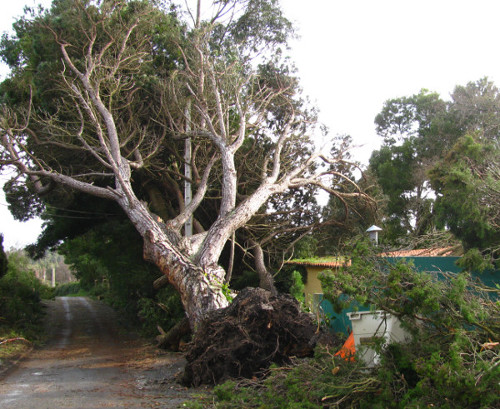 tree uprooted after a storm Stoke Bishop